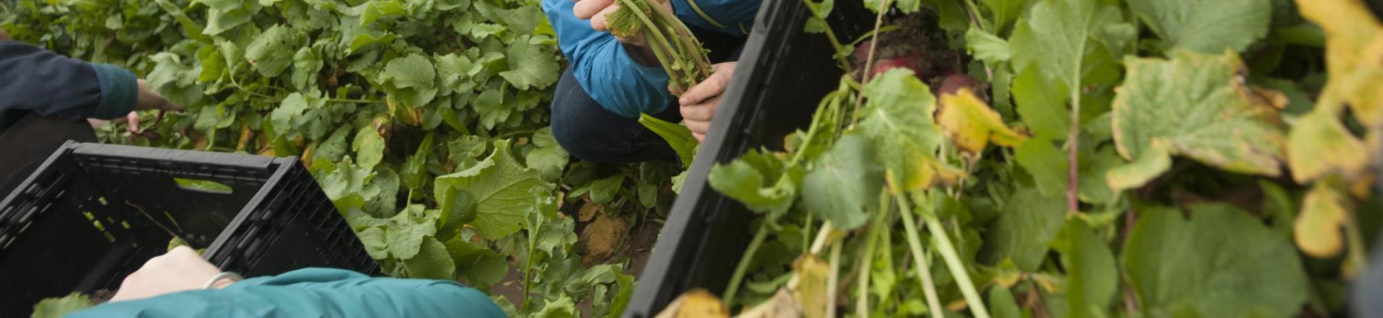 Student working in a field